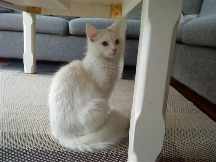 Blanding af racer Scare billede 7