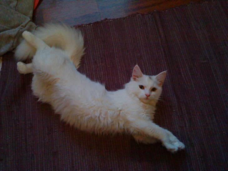 Blanding af racer Scare billede 8