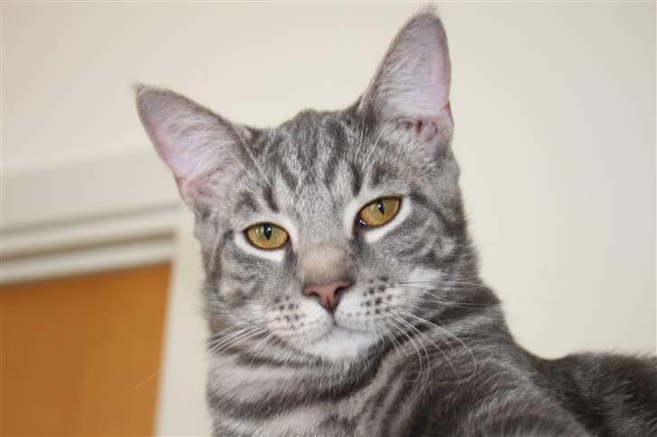 Blanding af racer Rumle billede 10