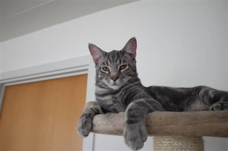 Blanding af racer Rumle billede 11