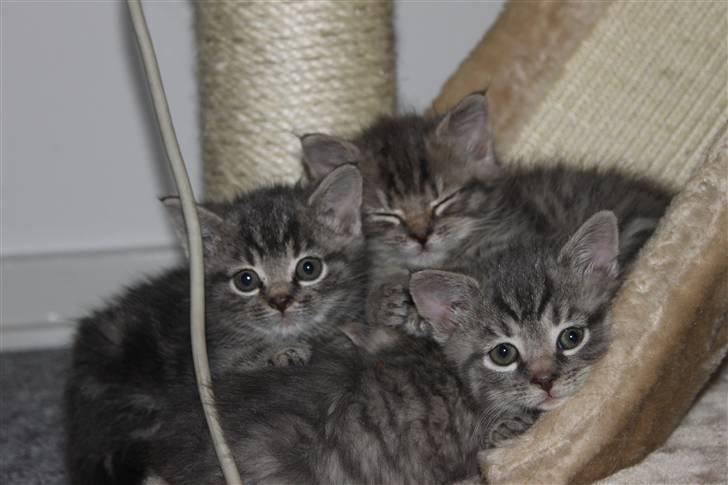 Blanding af racer Rumle billede 12