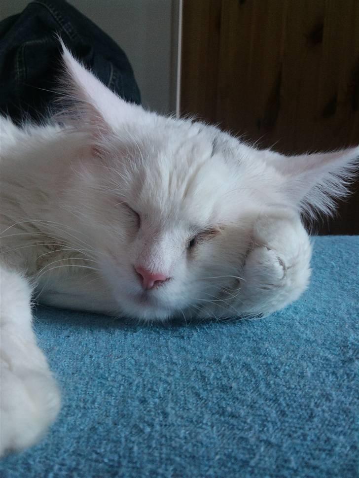 Blanding af racer Scare - Fotograf: Kæresten <3 billede 9