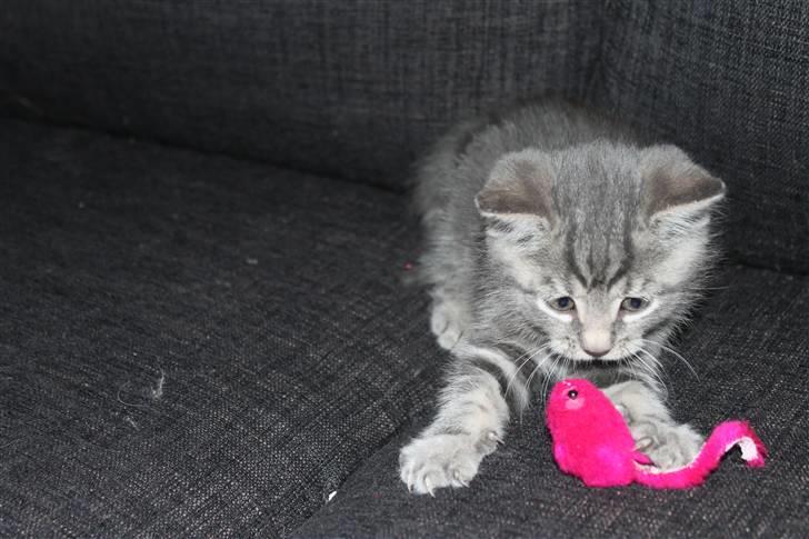 Blanding af racer Rumle billede 13