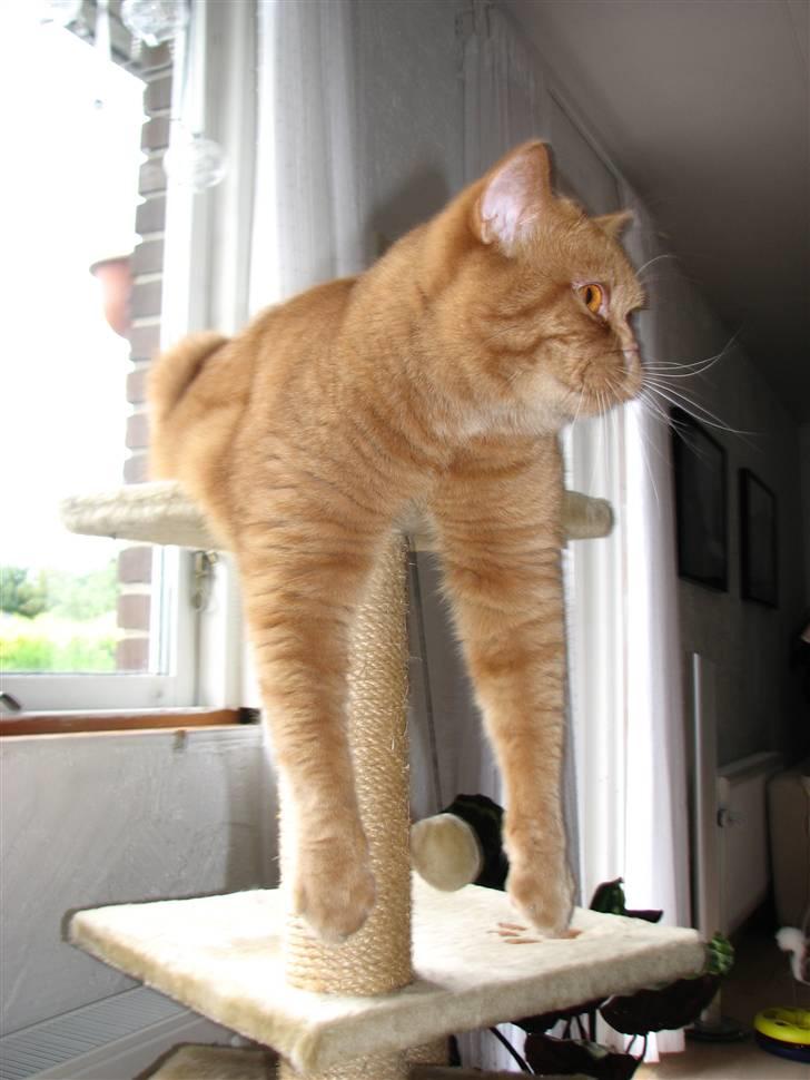 British Shorthair Wiki's Odin (Eddie) billede 8