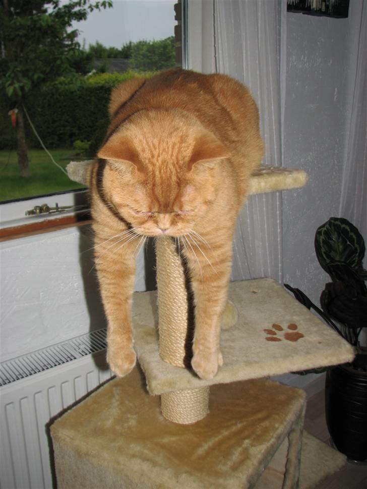 British Shorthair Wiki's Odin (Eddie) billede 9