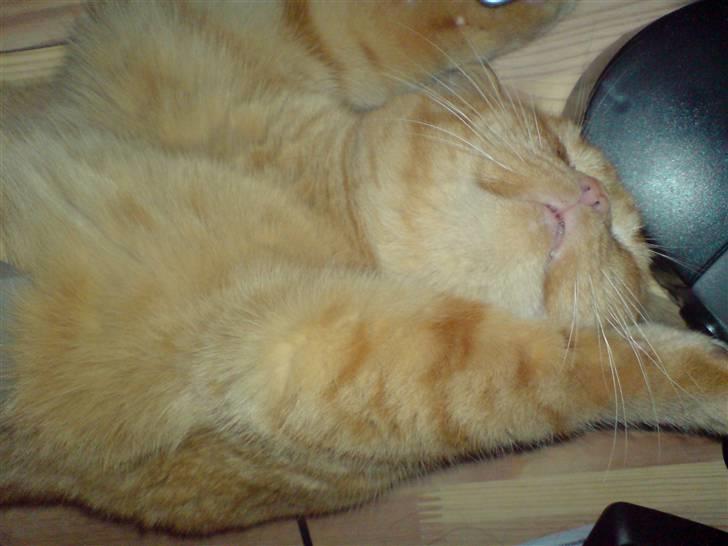 British Shorthair Wiki's Odin (Eddie) billede 10