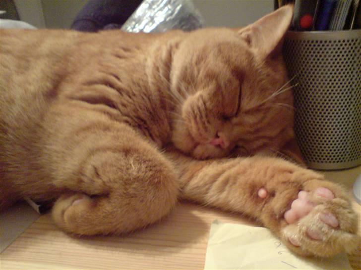 British Shorthair Wiki's Odin (Eddie) billede 11