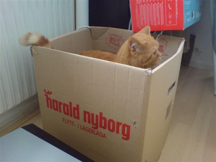 British Shorthair Wiki's Odin (Eddie) billede 12