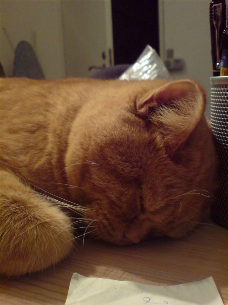 British Shorthair Wiki's Odin (Eddie) billede 13