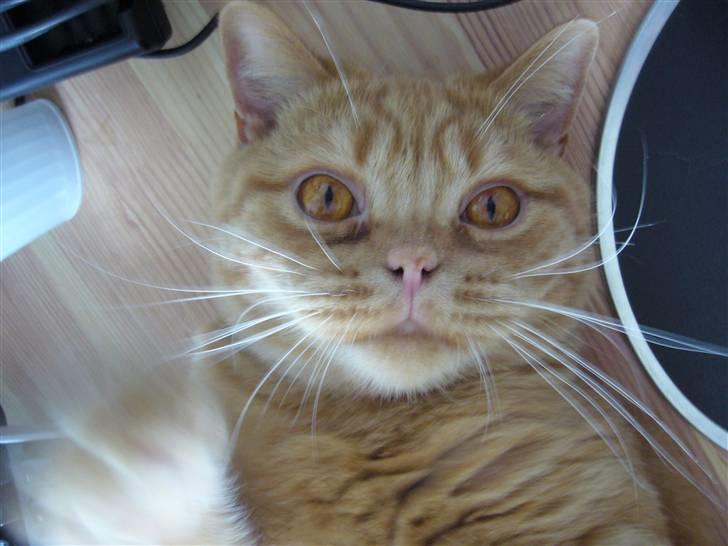 British Shorthair Wiki's Odin (Eddie) billede 14