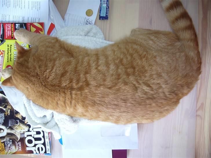 British Shorthair Wiki's Odin (Eddie) billede 15