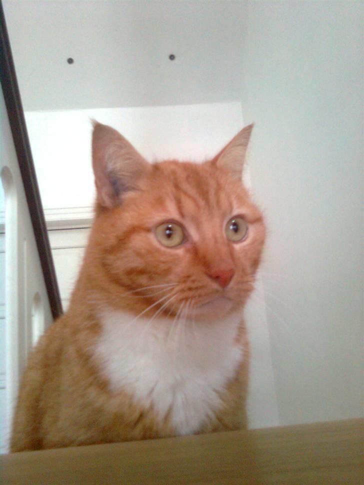 Huskat Laban billede 1