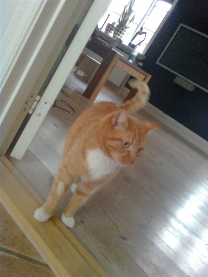 Huskat Laban billede 2