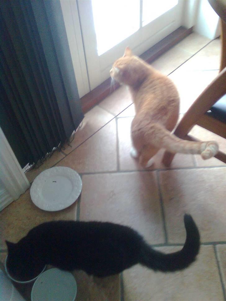 Huskat Laban billede 3