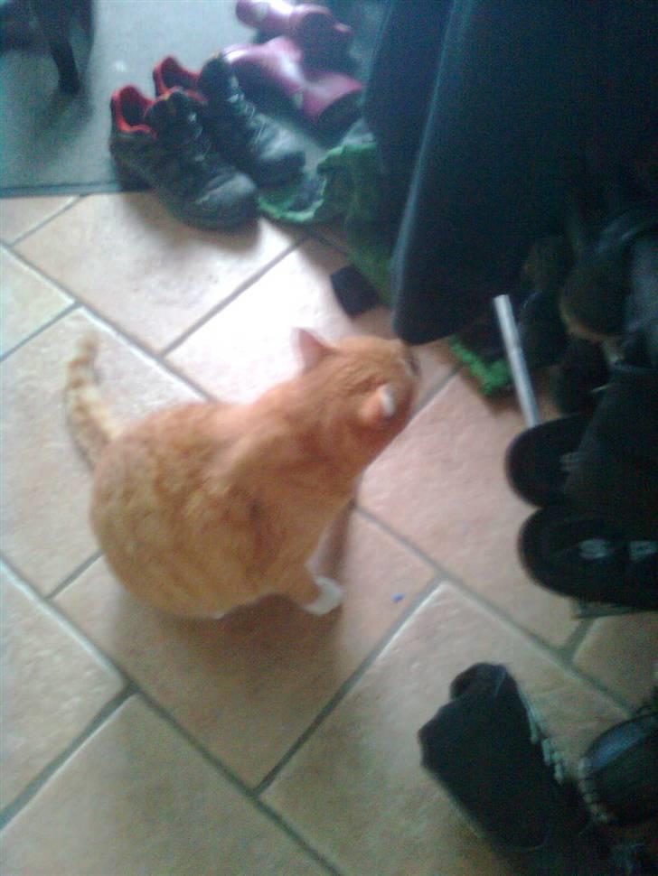 Huskat Laban billede 4