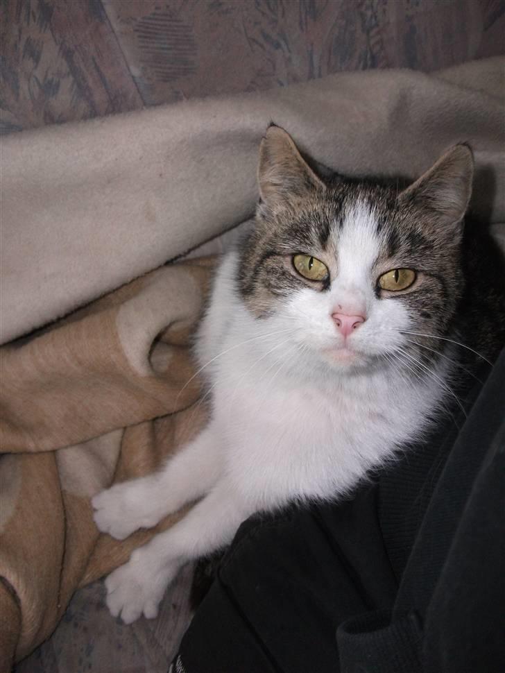 Huskat Atene billede 1