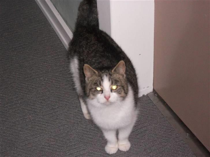 Huskat Atene billede 2