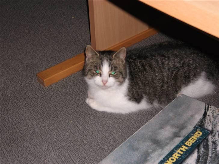 Huskat Atene billede 3