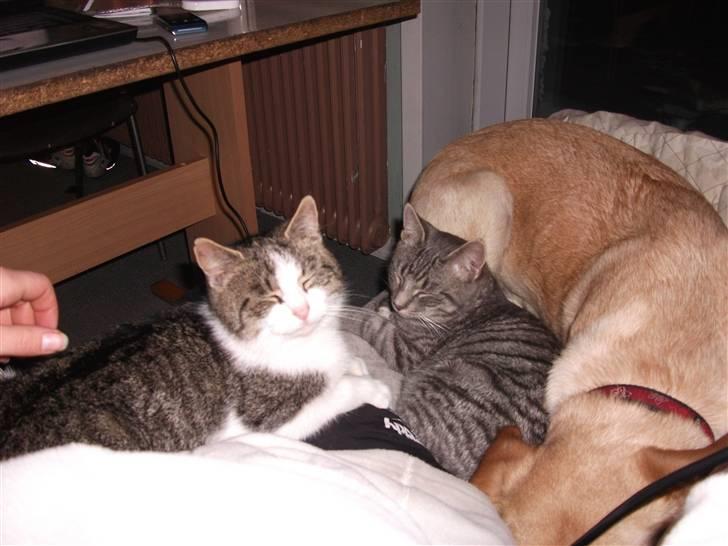 Huskat Atene billede 4