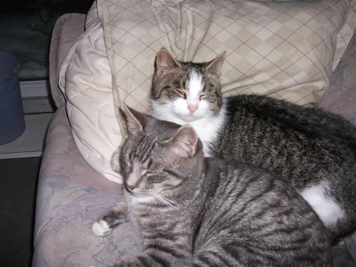 Huskat Atene billede 5