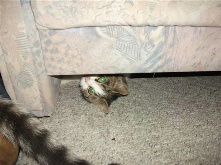 Huskat Atene billede 6