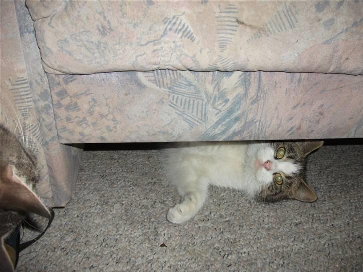 Huskat Atene billede 7