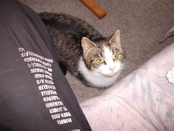 Huskat Atene billede 8