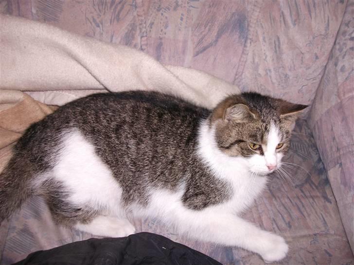 Huskat Atene billede 9