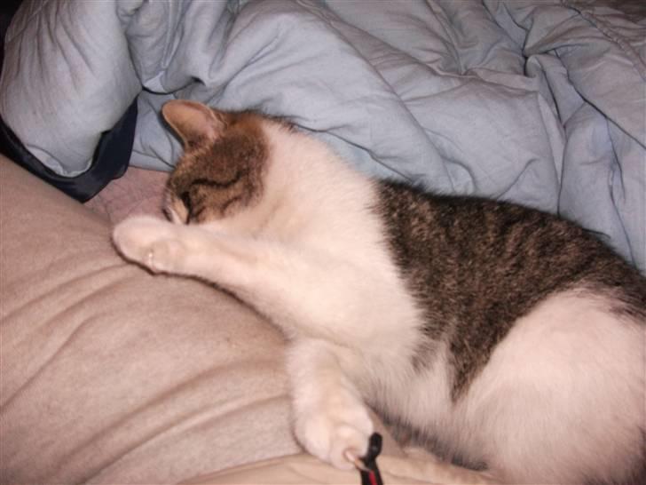 Huskat Atene billede 10