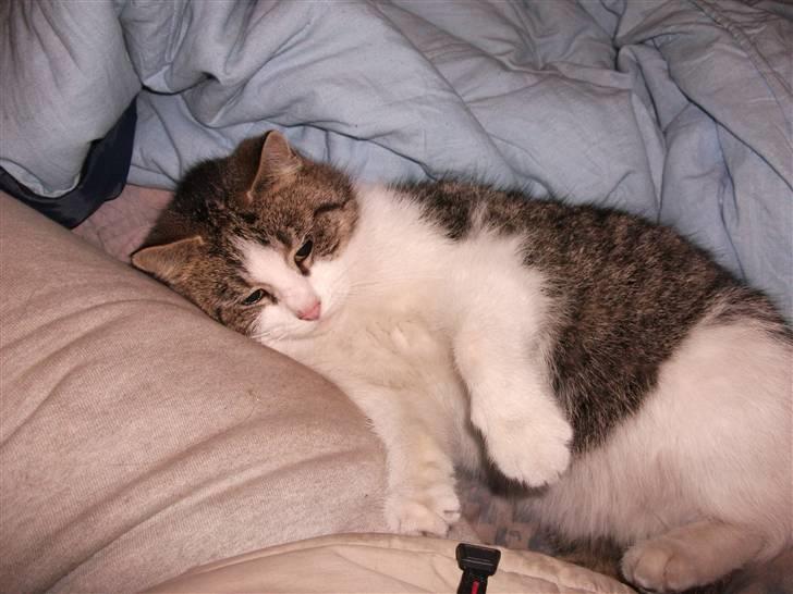 Huskat Atene billede 11