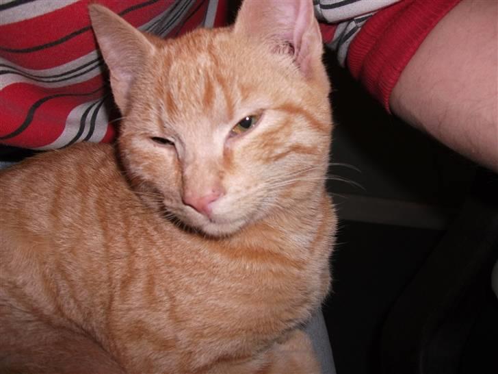 Huskat Red Dæmon billede 10