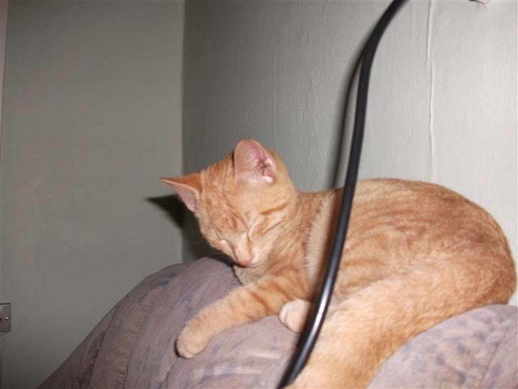 Huskat Red Dæmon billede 11