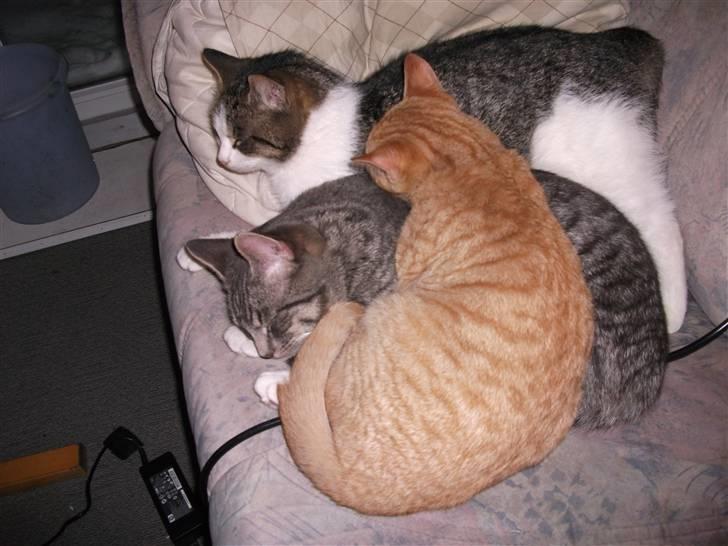 Huskat Red Dæmon billede 12