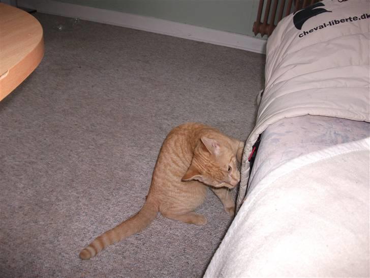 Huskat Red Dæmon billede 14