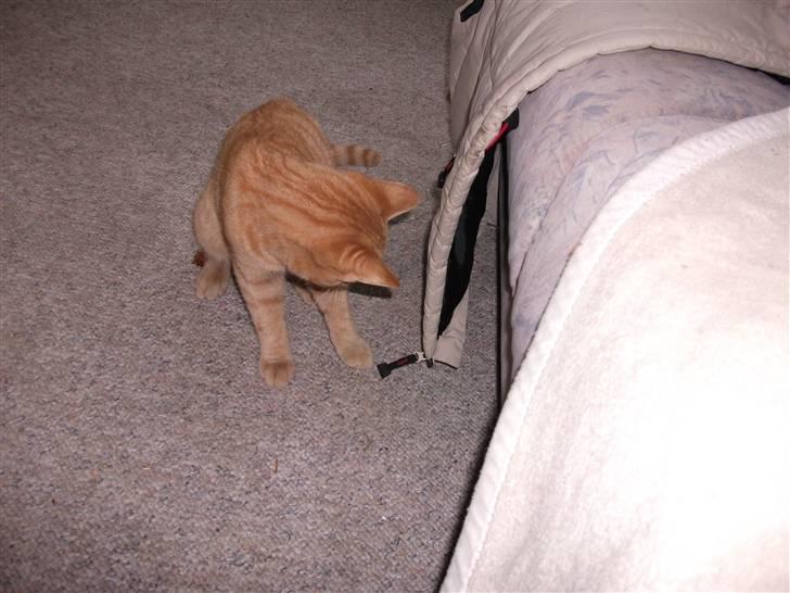 Huskat Red Dæmon billede 15