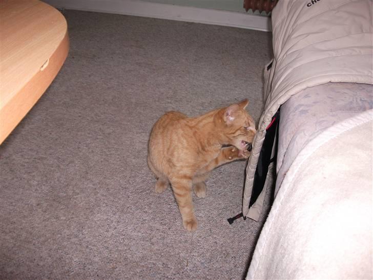 Huskat Red Dæmon billede 16