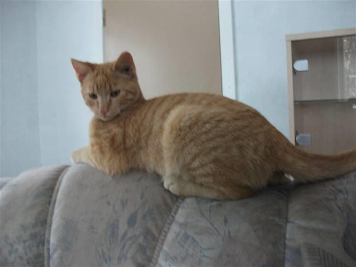 Huskat Red Dæmon billede 17