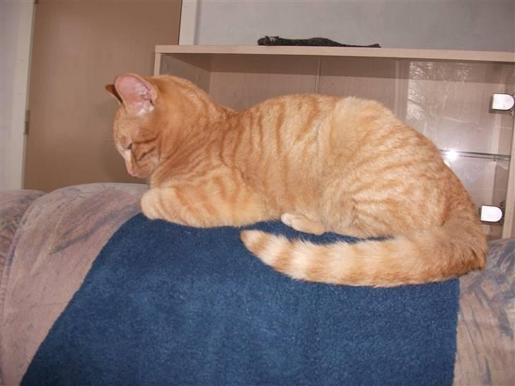 Huskat Red Dæmon billede 18