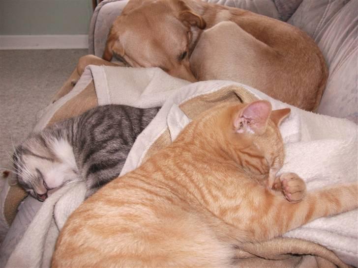 Huskat Red Dæmon billede 19