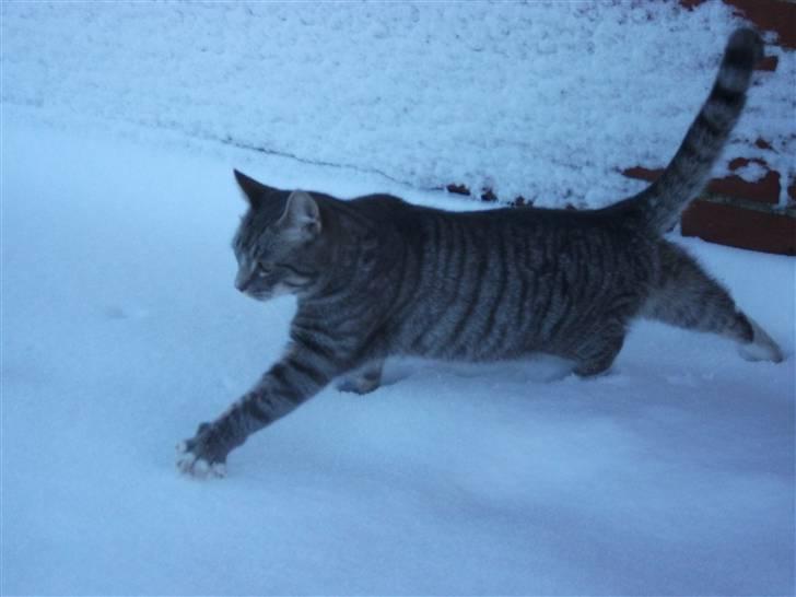 Huskat DJ John billede 15