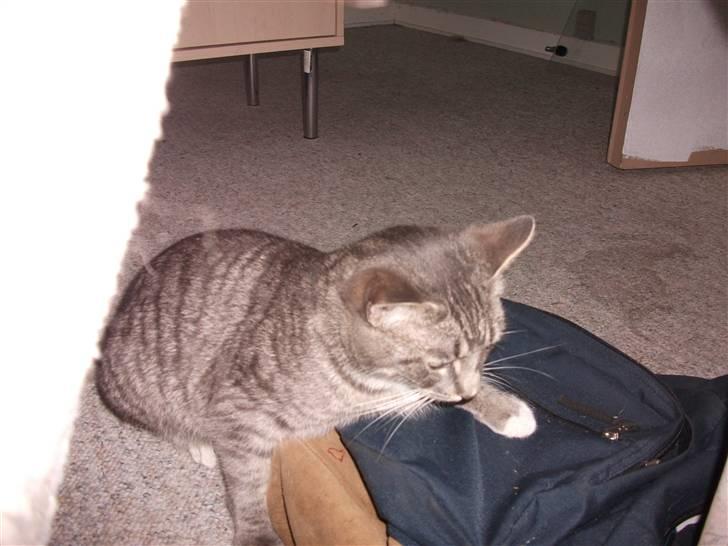 Huskat DJ John billede 16