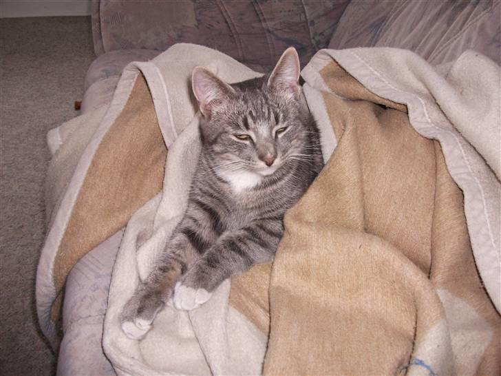 Huskat DJ John billede 17