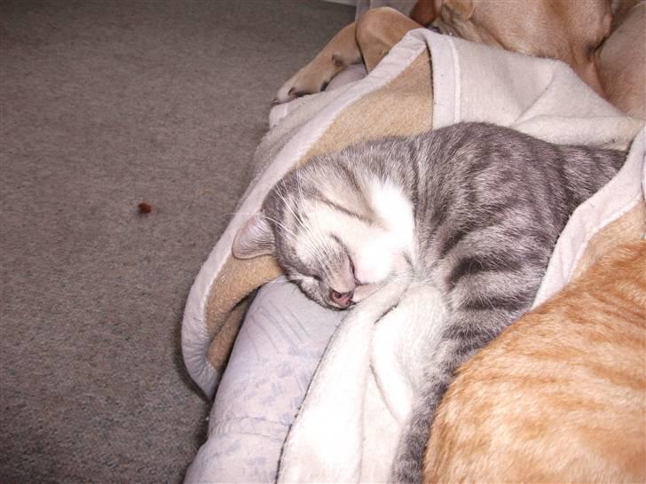 Huskat DJ John billede 18