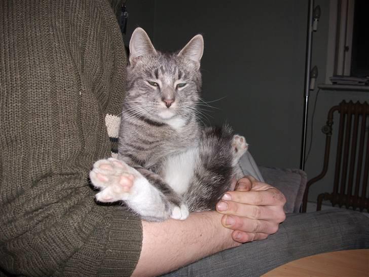 Huskat DJ John billede 19