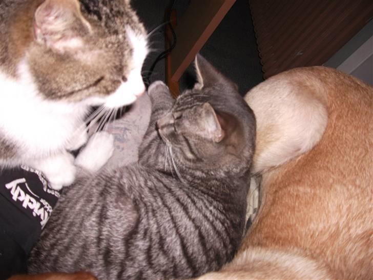 Huskat DJ John billede 20