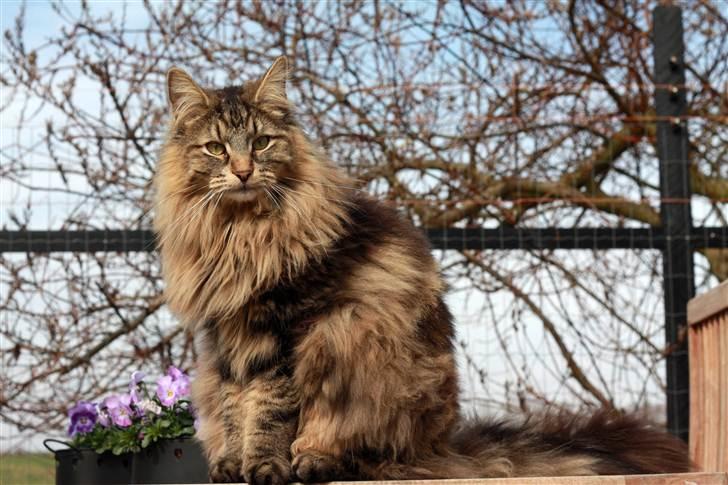 Norsk Skovkat DK SHAGGYTAIL'S YAHOO GIZMO -  Næsten 16 måneder gammel... billede 5