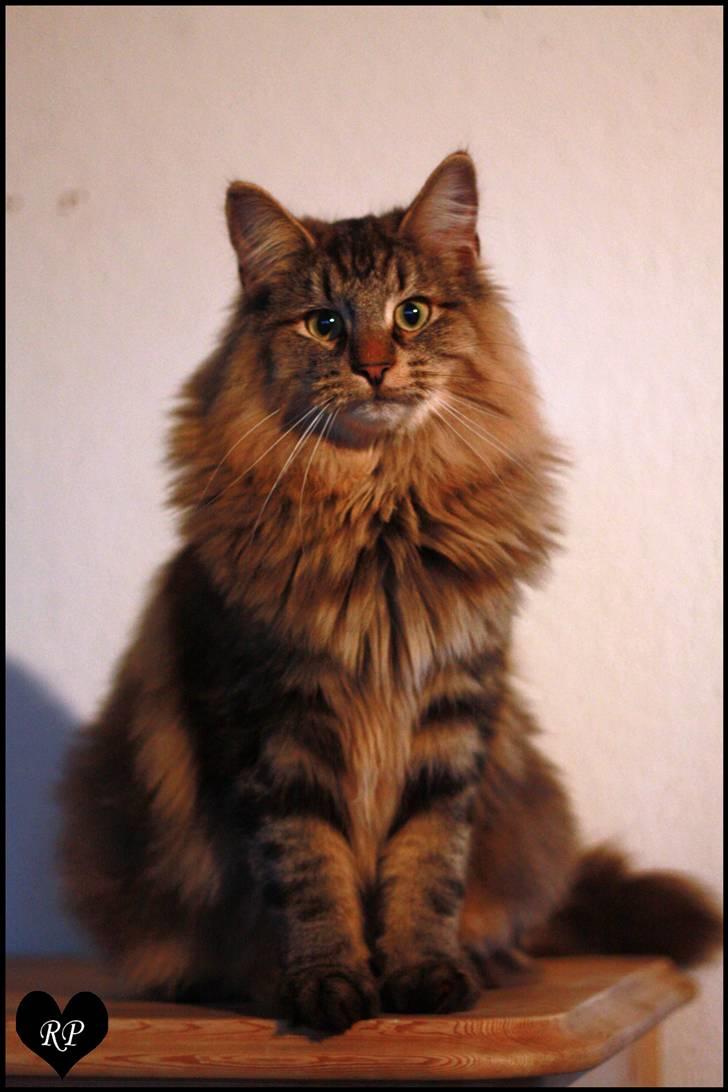 Norsk Skovkat DK SHAGGYTAIL'S YAHOO GIZMO - 11 måneder gammel ;O) billede 6