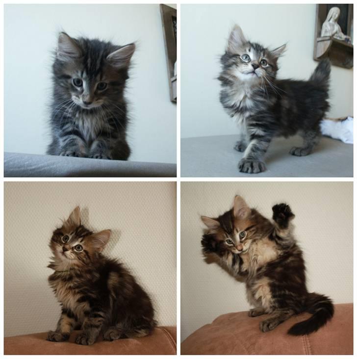 Norsk Skovkat DK SHAGGYTAIL'S YAHOO GIZMO - 8 uger gammel billede 7