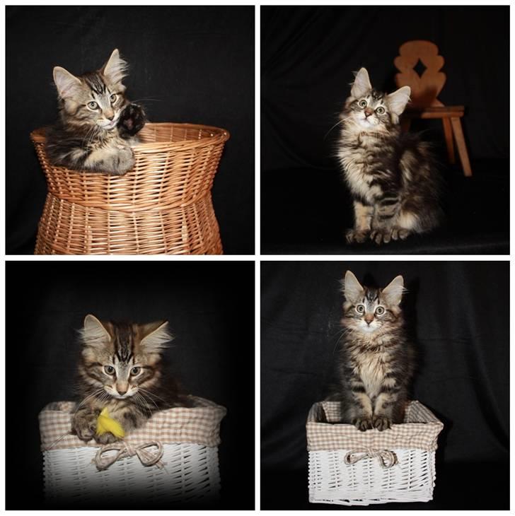 Norsk Skovkat DK SHAGGYTAIL'S YAHOO GIZMO - 12 uger gammel - fotosession 1 billede 8