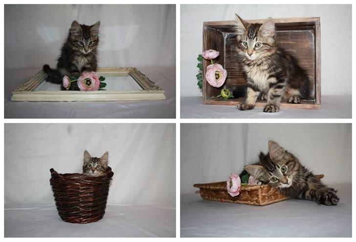 Norsk Skovkat DK SHAGGYTAIL'S YAHOO GIZMO - 13 uger gammel - fotosession 3 billede 9